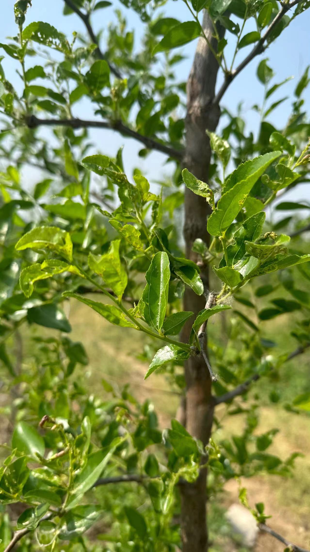 酸枣树